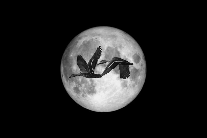 Moonlit Kisses